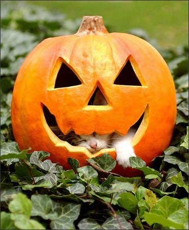 cute-cats-on-halloween-31.jpg
