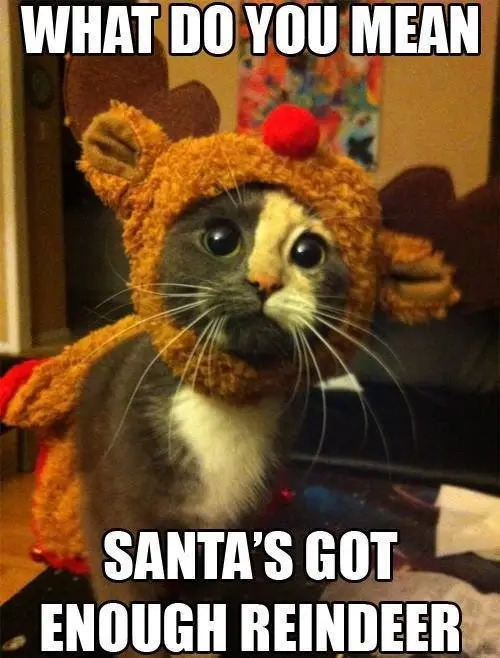 15 Funny Christmas Cats Photos