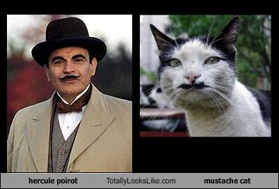 Celebrity look alike cat