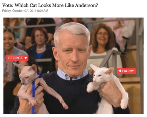 Celebrity look alike cat