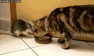 funny-gifs-cat-and-rat-drinking-milk-together.gif