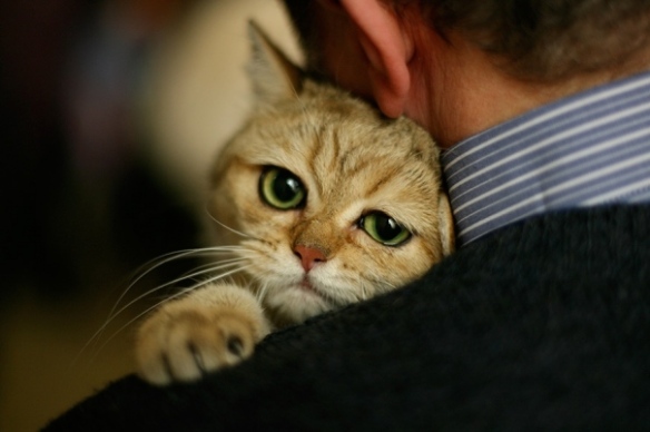 hug is all what cats need