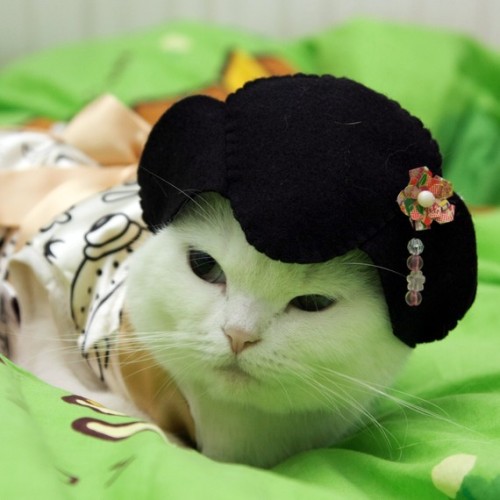 Cats in the hats (15 amazing pictures)