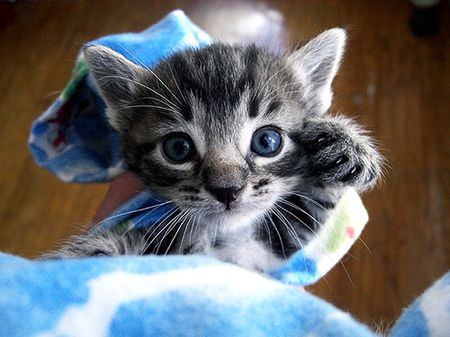cute-kittens-20-great-pictures-3.jpg
