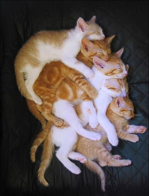5 cute kittens