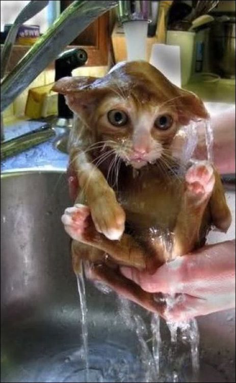 Washing a cat like a pro