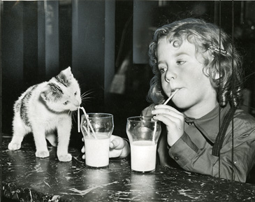 amazing vintage cat's pictures