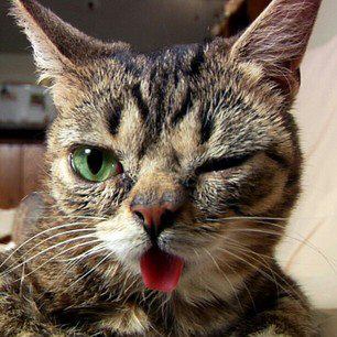 Amazing cat Lil Bub and Friendz - funny cat