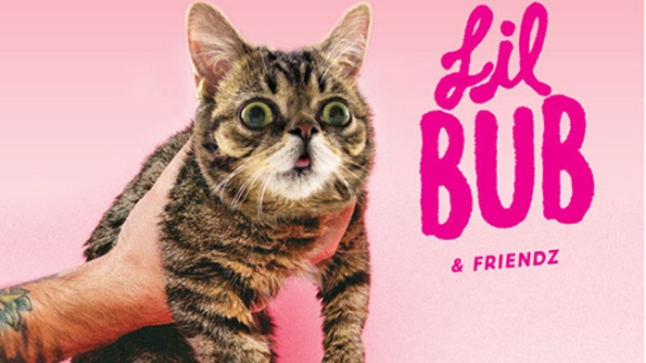 Amazing cat Lil Bub and Friendz - funny cat
