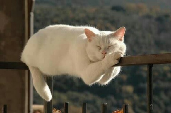 Cat sleep anywhere