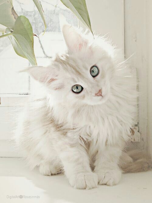 cute white fluffy cats