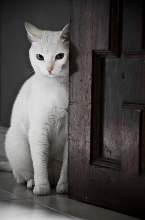 White cats are beautiful (30 photos)