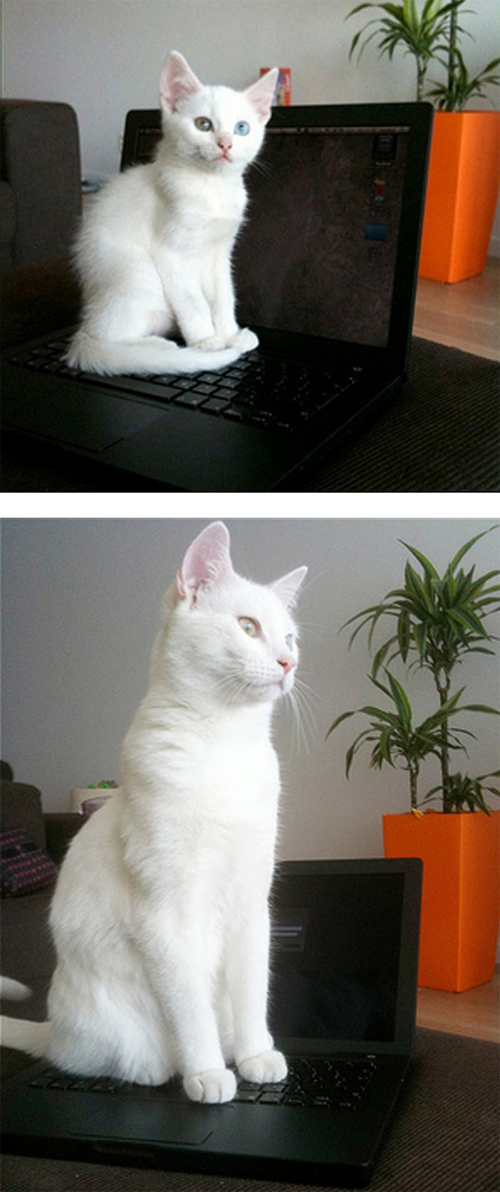 cats - then and now - At Another Computer - 1
