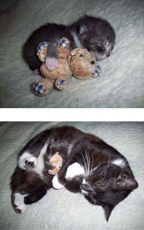 cats - then and now - with a teddy bear - 1