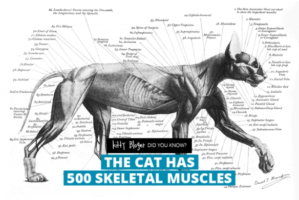 Fact: The cat has 500 skeletal muscles