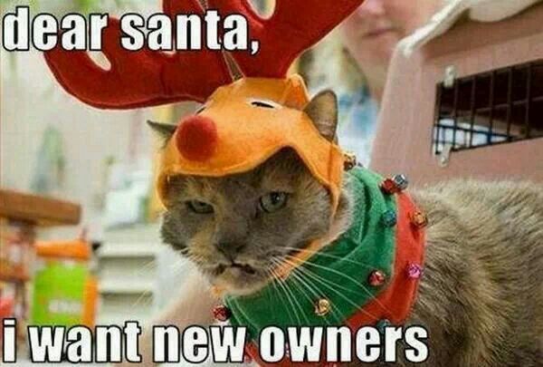 funny-christmas-cats-photos-12.jpg