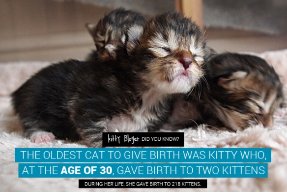 Cat Facts: The oldest cat to give birth was kitty who, at the age of 30, gave birth to two kittens. During her life, she gave birth to 218 kittens. 