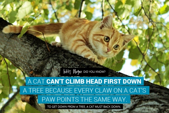 Cat Facts: A cat can't climb head first down a tree because every claw on a cat's paw points the same way. To get down from a tree, a cat must back down. 