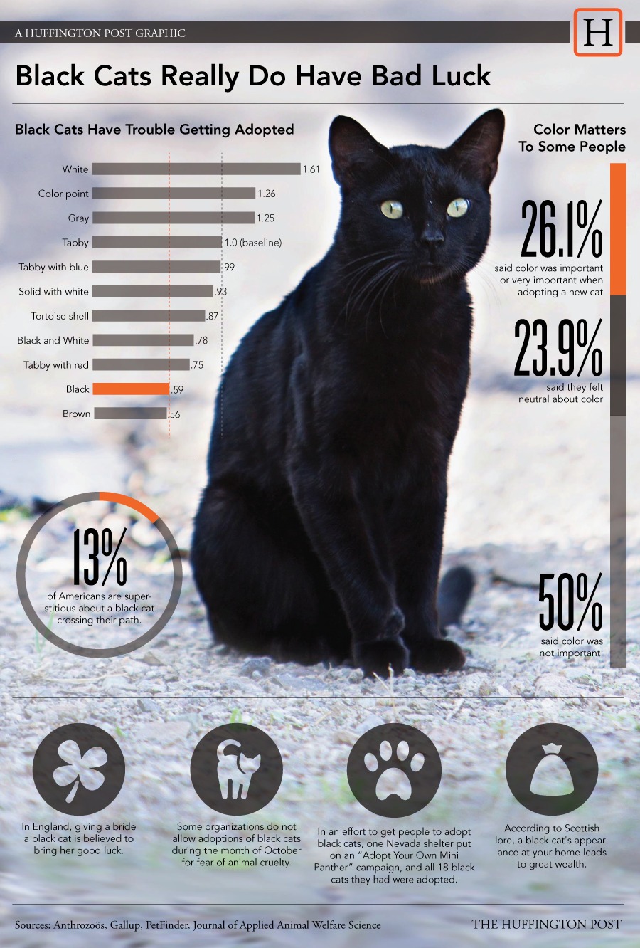 Black Cats Really Do Have Bad Luck | Kitty Bloger